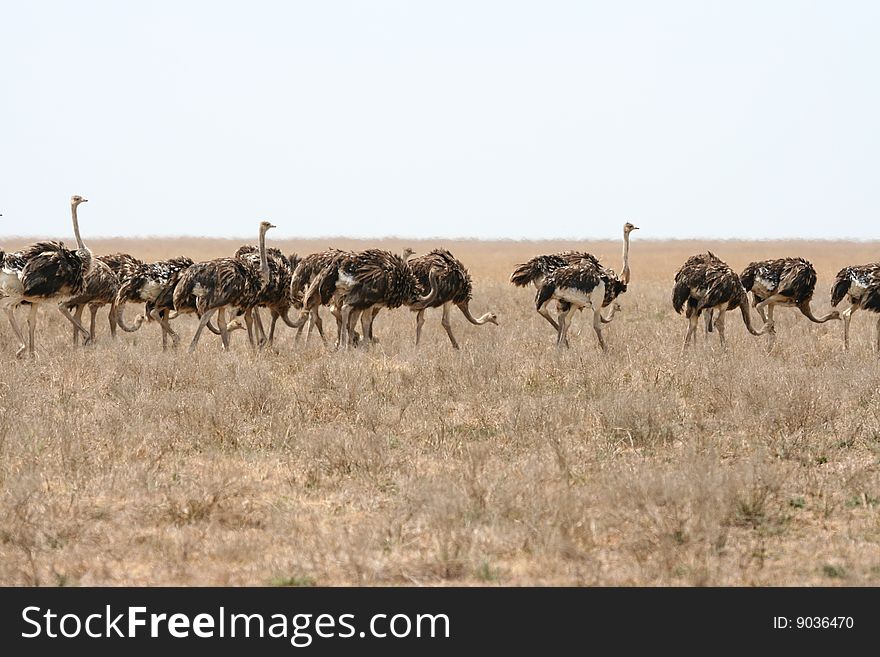 Common Ostrich (Struthio camelus) in Serengeti National Park, Tanzania. Common Ostrich (Struthio camelus) in Serengeti National Park, Tanzania