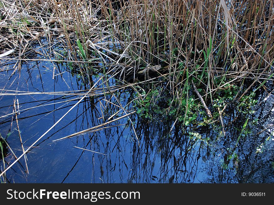 Reed reflection in the blue water