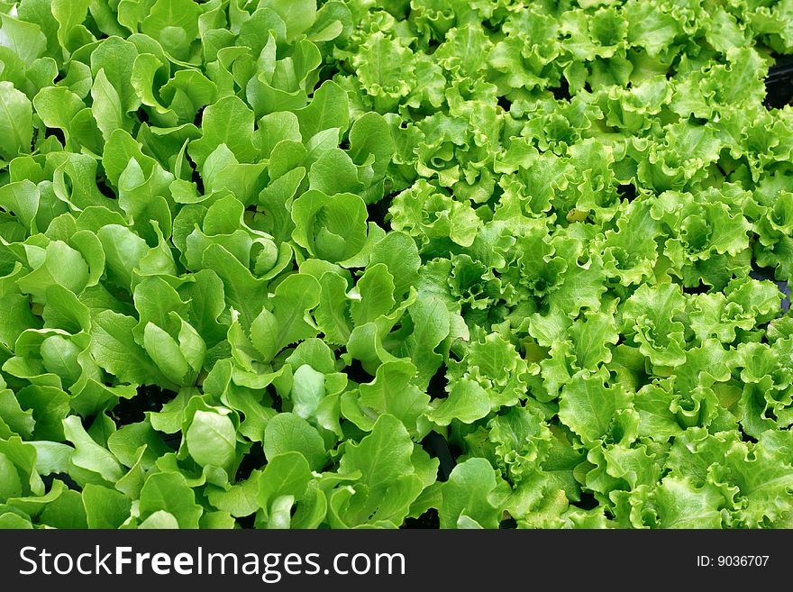 Green Salad Background