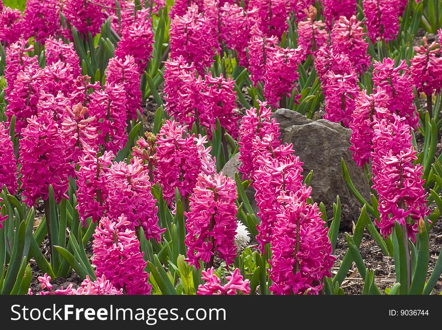 An abstract composition of a flowerbed of blooming purple hyacinths. An abstract composition of a flowerbed of blooming purple hyacinths