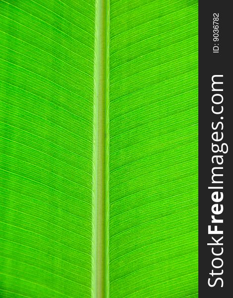 An abstract composition of a tropical leaf