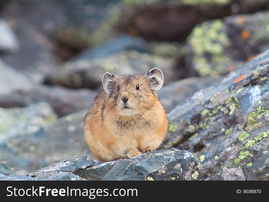 Hamster close portreit on the rock in wilderness