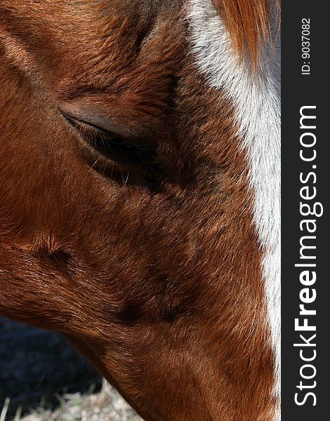 Close-up of sorrel horse face with white blaze marking. Close-up of sorrel horse face with white blaze marking.