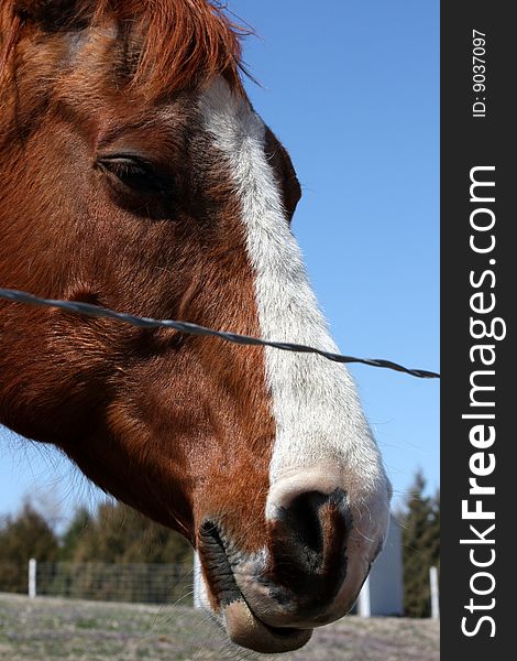 Close-up of head of sorrel horse with white blaze behind wire fence. Close-up of head of sorrel horse with white blaze behind wire fence.