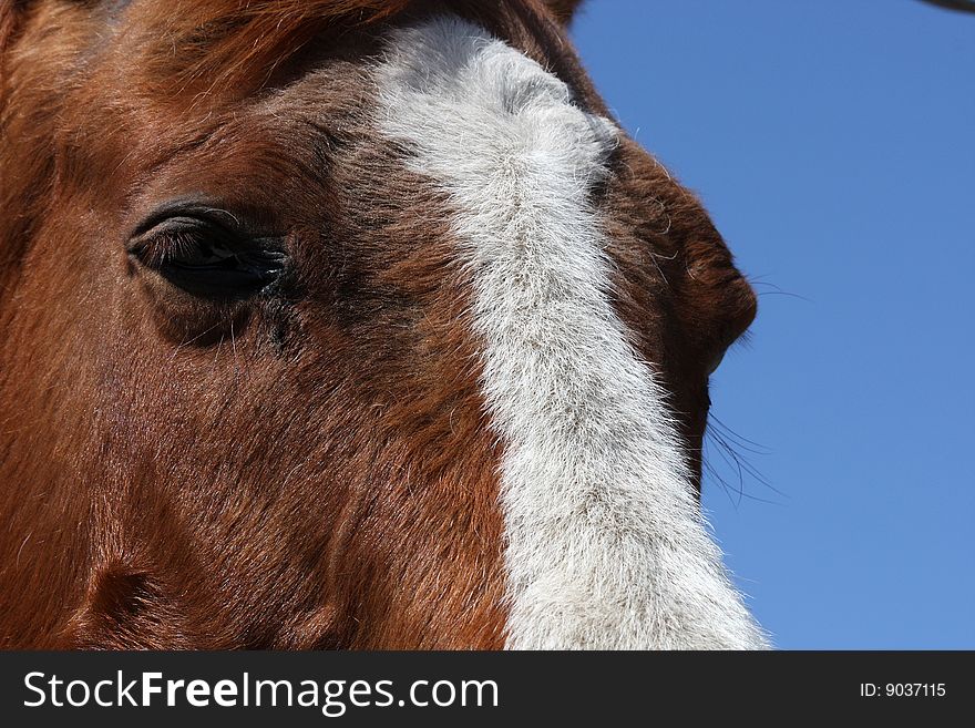 Close- up of face of sorrel horse with white blaze marking.