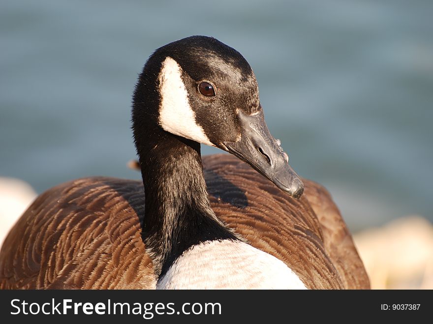 Beautiful close up photo of a Canada Goose