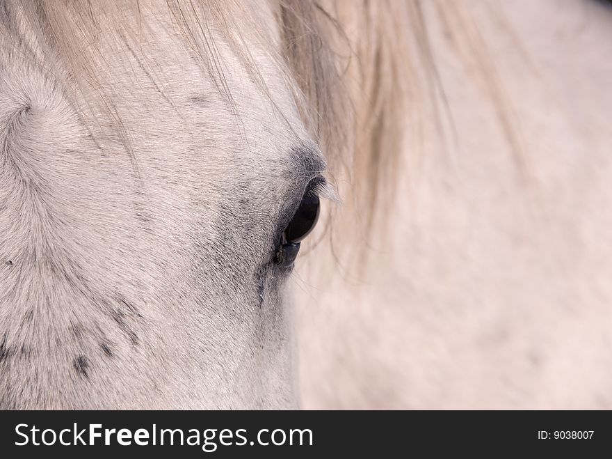 Close up image of horses eye. Close up image of horses eye