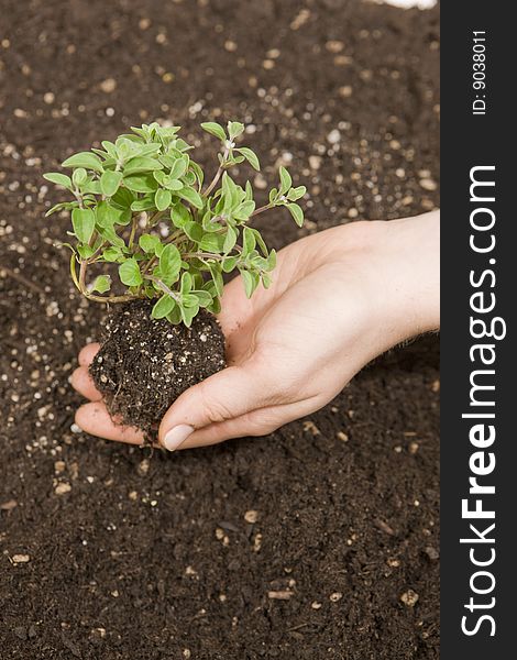 Profile of hand cupped holding small tree in palm and root over fresh soil. Profile of hand cupped holding small tree in palm and root over fresh soil