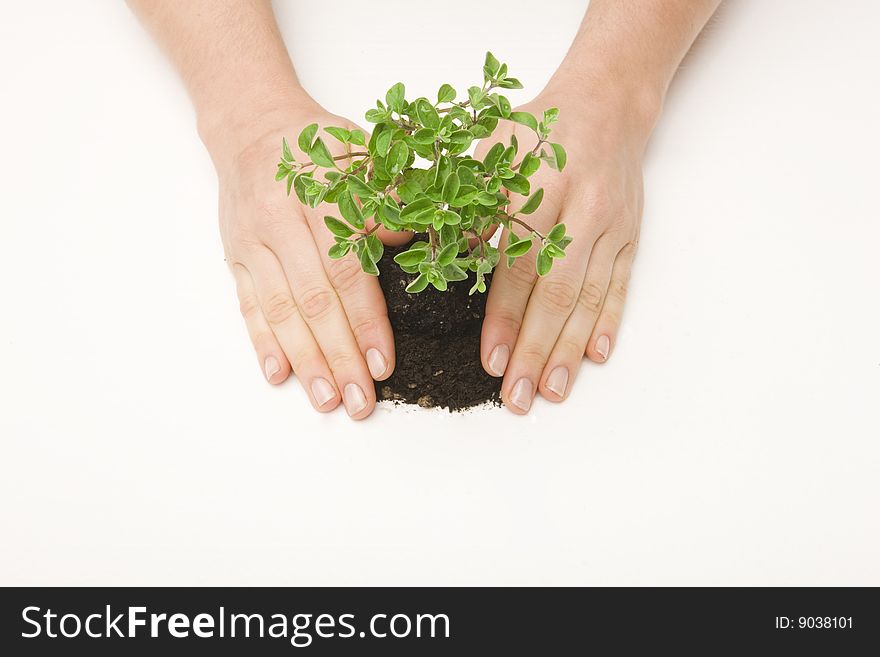 Hands pressing small tree and soil on white surface. Hands pressing small tree and soil on white surface