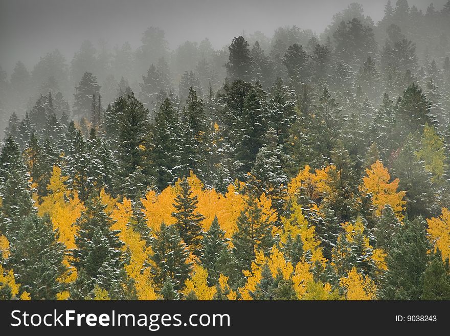 Aspen and pine trees in an autumn snow. Aspen and pine trees in an autumn snow
