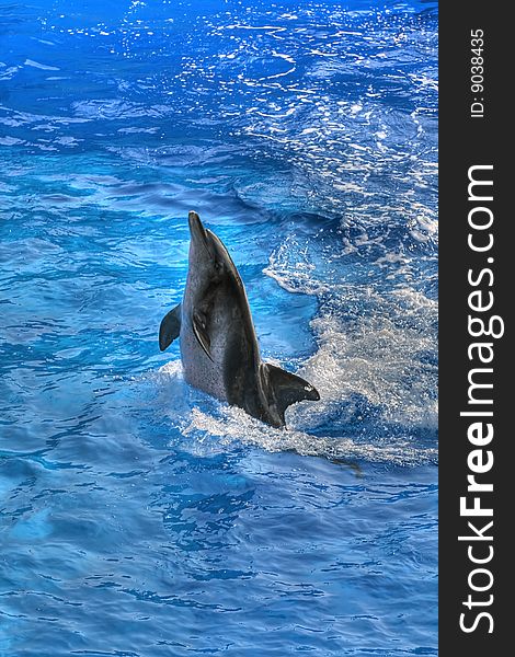 A grey dophin swimming upright