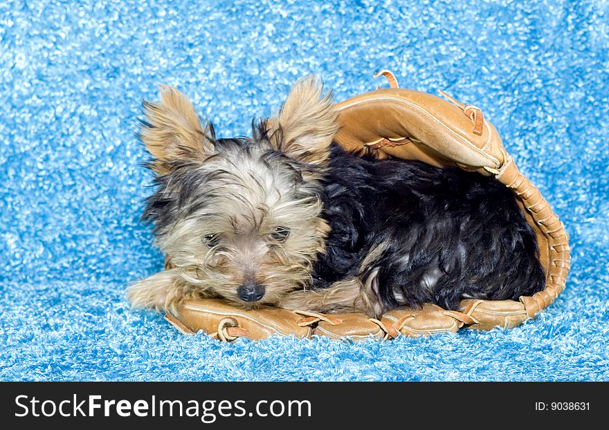 An adorable four month old Yorkie puppy lying in a baseball glove on a blue textured background with copy space. An adorable four month old Yorkie puppy lying in a baseball glove on a blue textured background with copy space