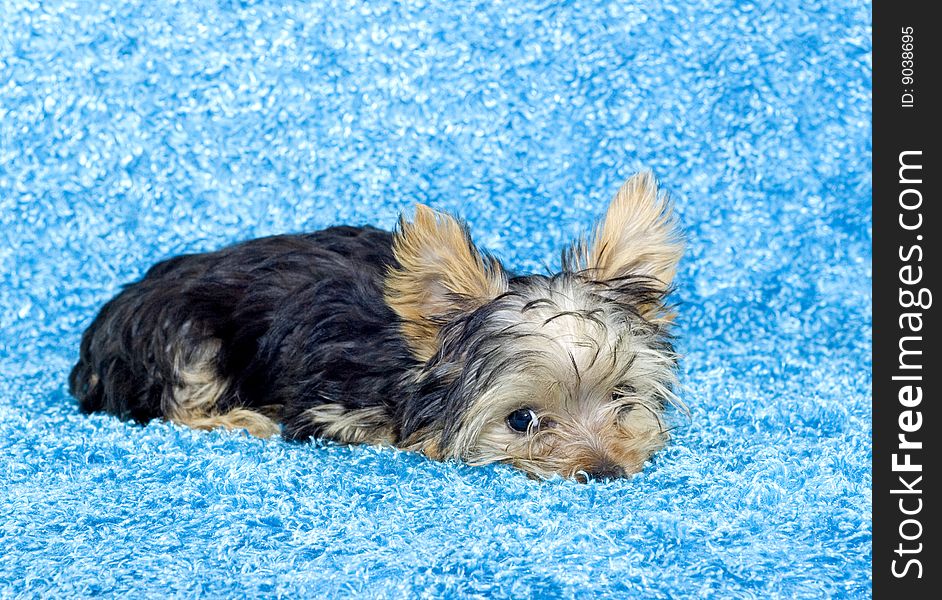 An adorable four month old Yorkshire Terrier Puppy lying down looking at camera with a  blue background, copy space