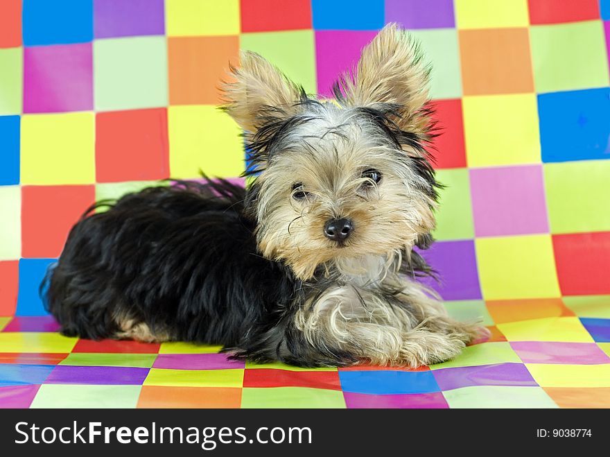 A four month old Yorkshire Terrier Puppy lying on a colorful checkered background with copy space. A four month old Yorkshire Terrier Puppy lying on a colorful checkered background with copy space