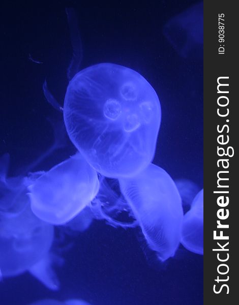 Several jellyfish take on a neon blue glow under the black lights. Several jellyfish take on a neon blue glow under the black lights.