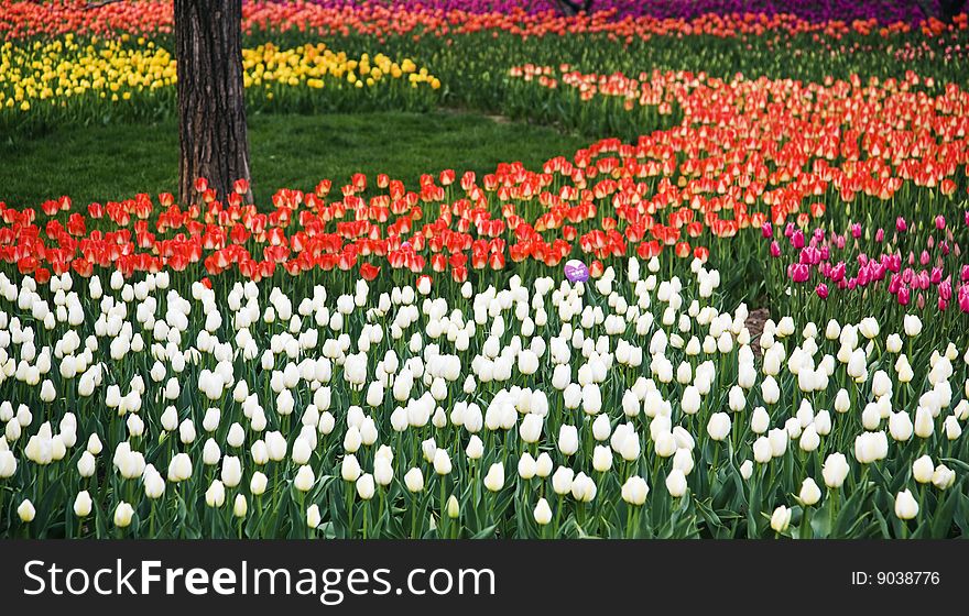 Tulip,the beautiful flowers in the sunshineã€‚. Tulip,the beautiful flowers in the sunshineã€‚