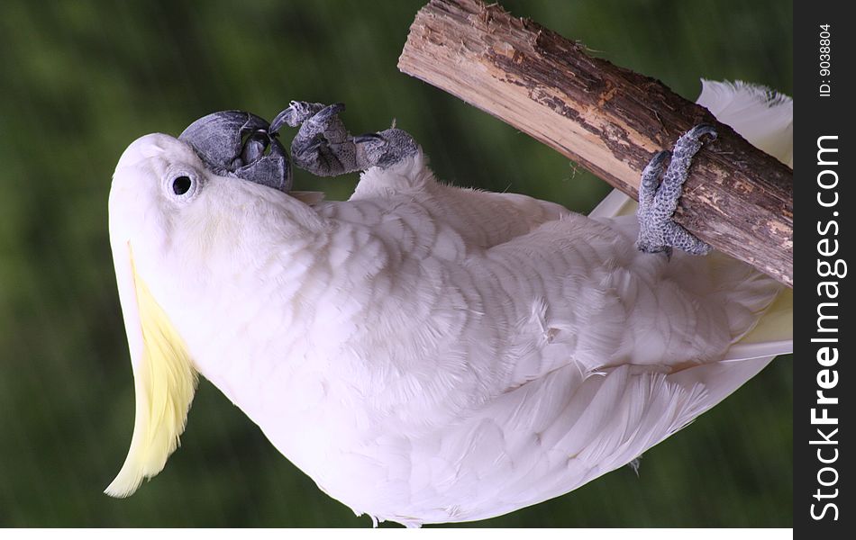 A white parrot considers his next set of words. A white parrot considers his next set of words.