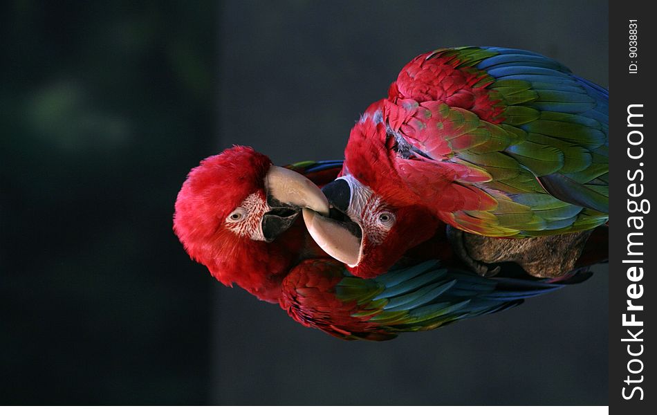 Two parrots show a sign of sharing affection. Two parrots show a sign of sharing affection.