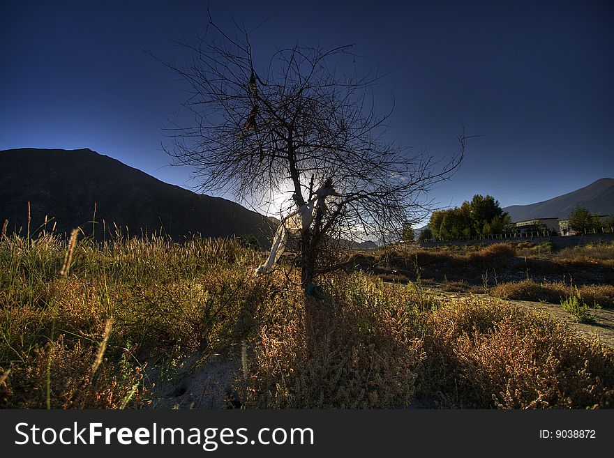 A HDR photo of a tree branch backlit by the setting sun in Tibet. A HDR photo of a tree branch backlit by the setting sun in Tibet