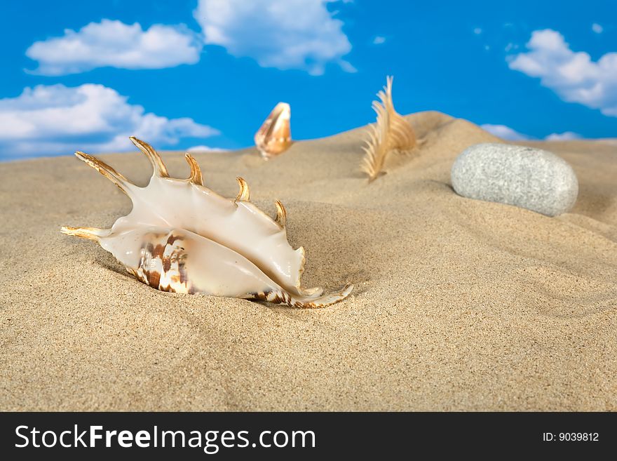 Landscape with seashell and stones on sky