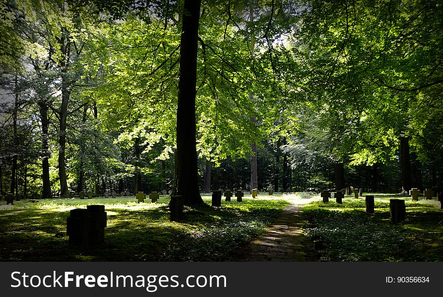 Green Leaved Tall Trees Under Sunny Sky