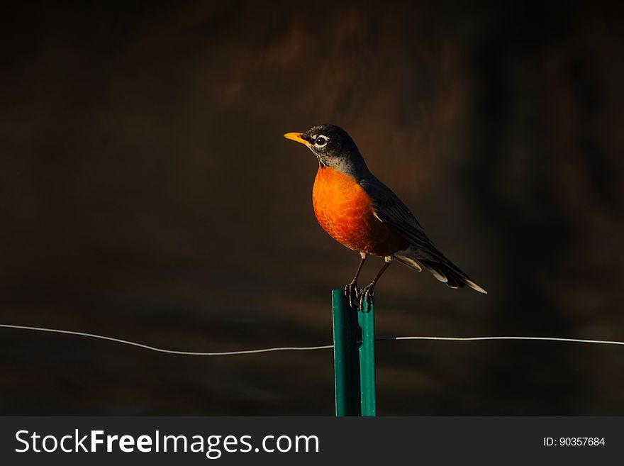 A close up of a robin perched on a fence. A close up of a robin perched on a fence.