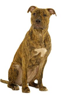 Staffordshire Terrier Dog Stock Photos