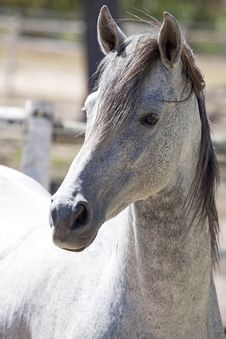 Arabian Stallion Royalty Free Stock Photography