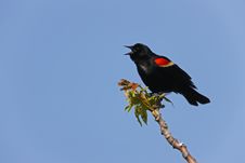 Red-winged Blackbird Royalty Free Stock Photography