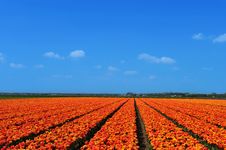 Field Of Tulips Royalty Free Stock Images