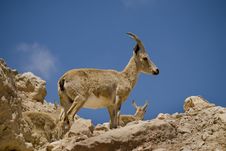 Ibex Family Royalty Free Stock Photo Ibex Family Royalty Free Stock Photo