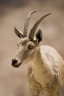 Ibex Portrait Stock Image Ibex Portrait Stock Image