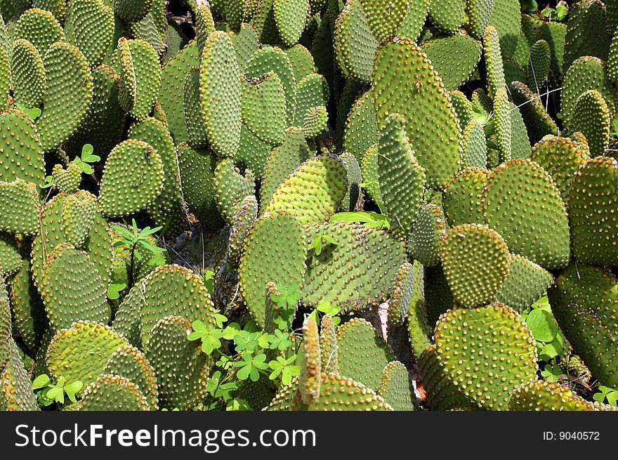 Cactus Garden with a multitude of cactus plants. Cactus Garden with a multitude of cactus plants