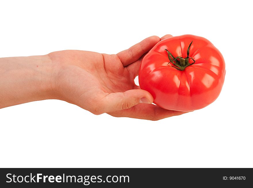 Tomato In Hand