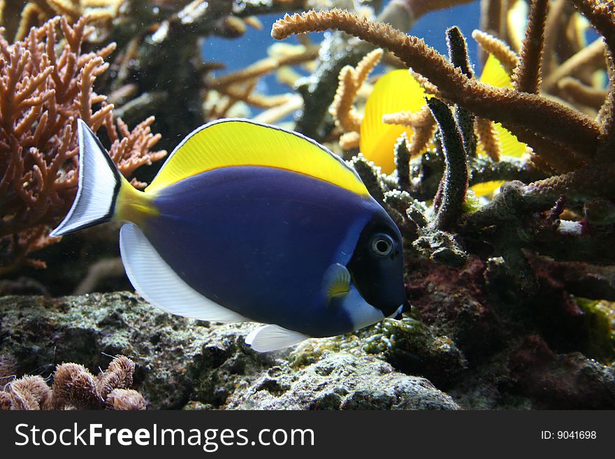 A powder blue tang swimming in coral. A powder blue tang swimming in coral