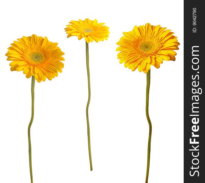 Three flowers of  yellow gerbera isolated on white