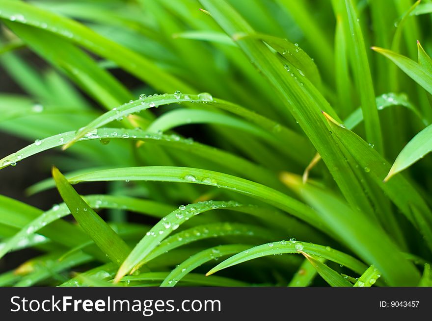 Photo of grass with drops