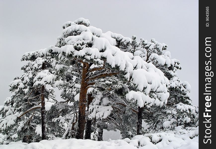 A Group Of Snowy Pines In Navacerrada, Spain