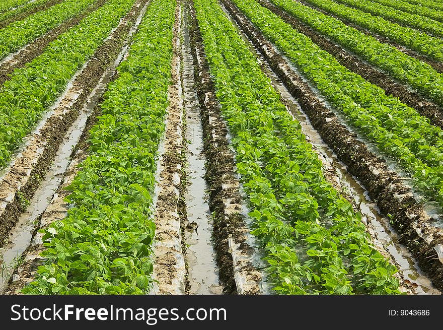 Soybean seedlings come from the earth