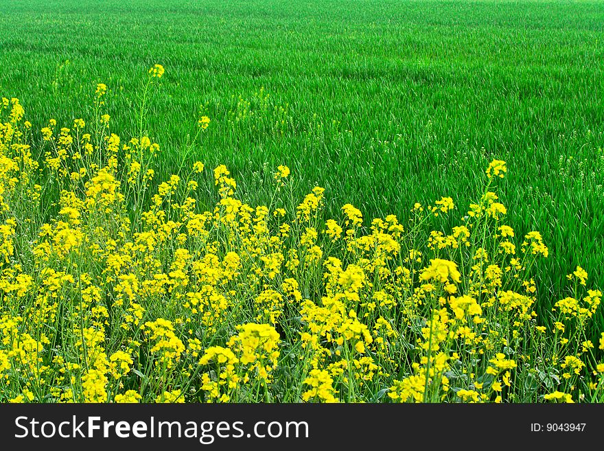 Field divided by yellow and green plants. Field divided by yellow and green plants