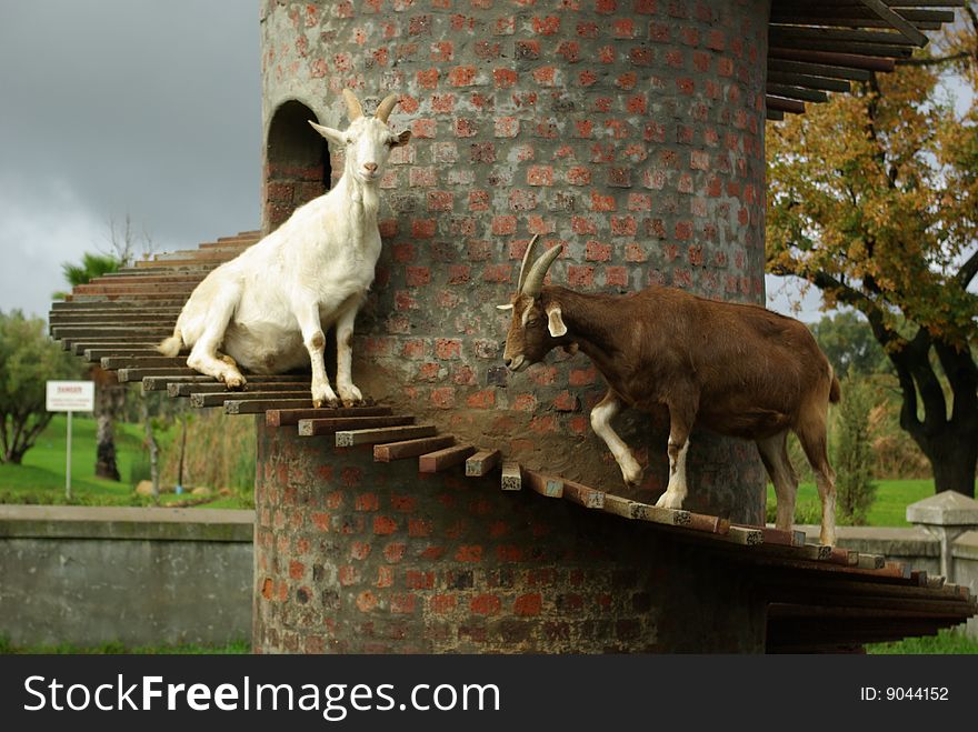 Goats on their Tower ramp. Goats on their Tower ramp