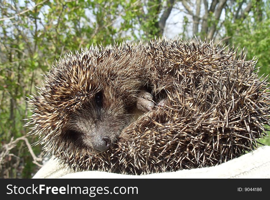 Hedgehog close-up rests upon hand