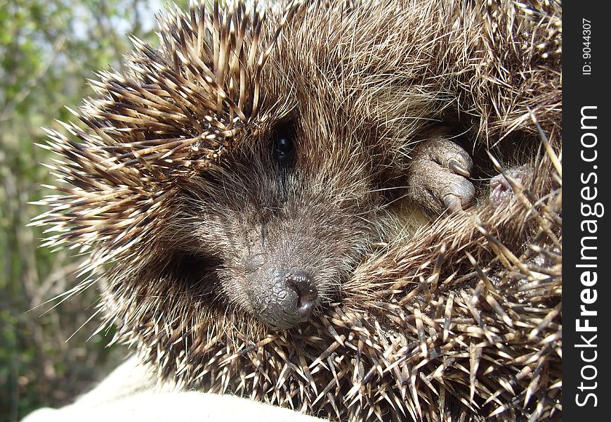 Hedgehog close-up rests upon hand