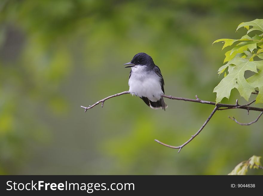 Eastern Kingbird (Tyrannus Tyrannus)