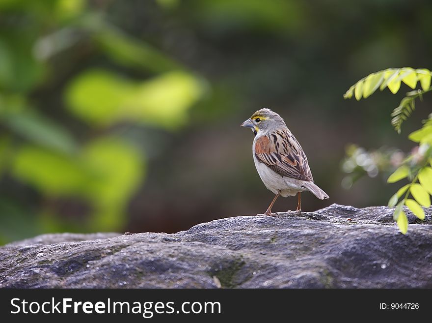 Dickcissel (Spiza americana), adult male in breeding plumage, a very rare migrant in New York's Central Park sitting on a rock.