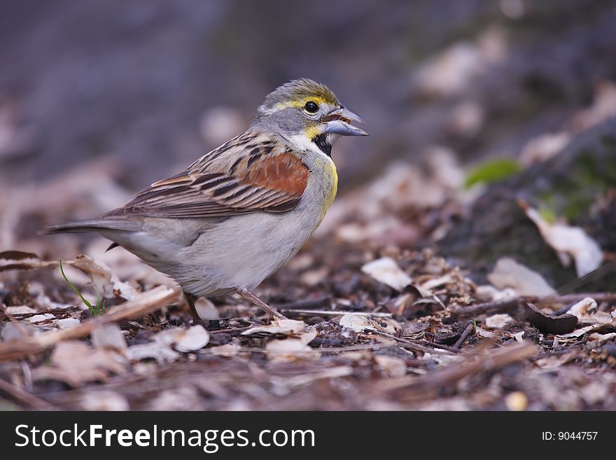 Dickcissel (Spiza americana), adult male in breeding plumage, a very rare migrant in New York's Central Park sitting on a rock.