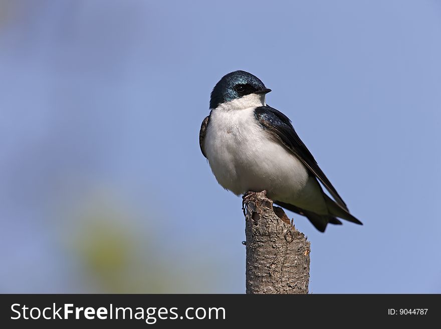 Tree Swallow (Tachycineta bicolor), male sitting on an broken branch.