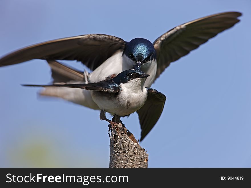 Tree Swallow (Tachycineta bicolor), pair mating on a broken branch.