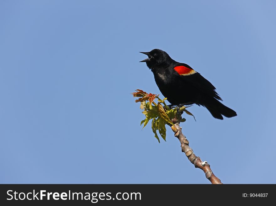 Red-winged Blackbird (Agelaius phoeniceus phoeniceus), male calling on an open branch with clear blue sky as background.