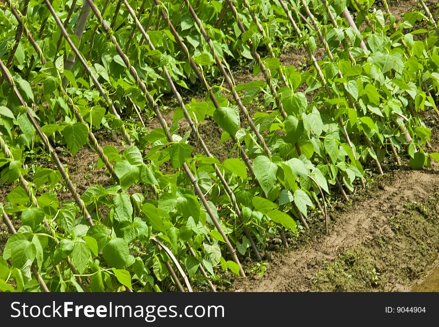 Green garden vegetables, this is the outcome of the labor of farmers